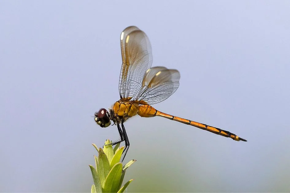 Macro View of Dragonfly (Anisoptera) Perching on Plant in a Wetland