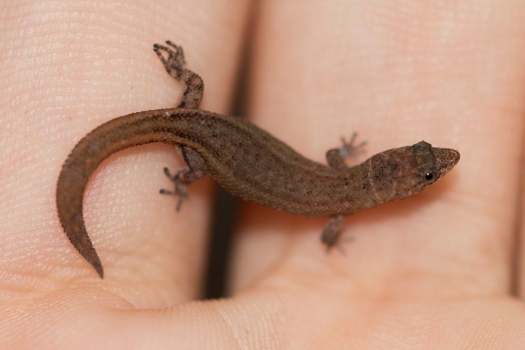 Dwarf Gecko (Sphaerodactylus Ariasae)