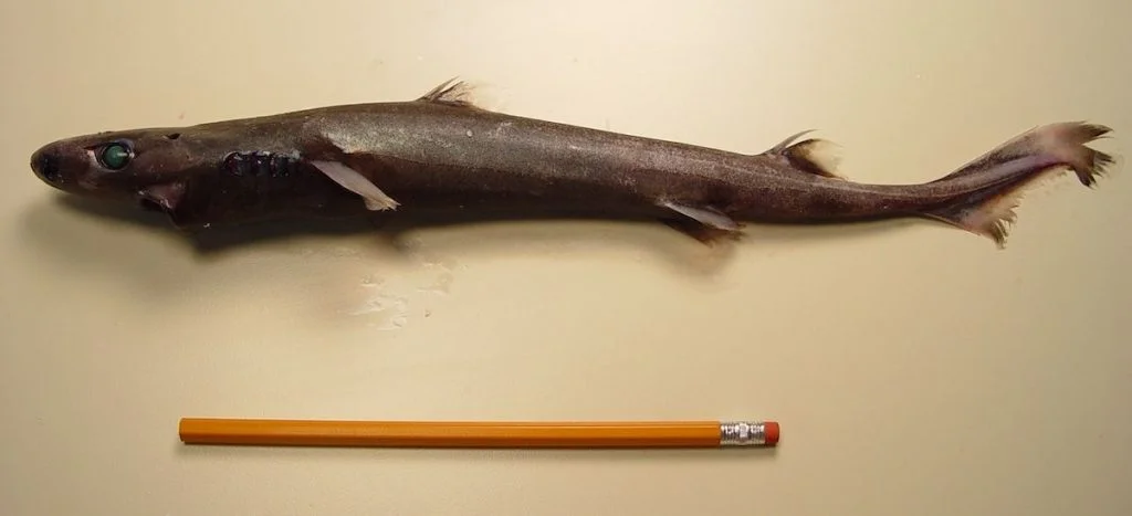 Dwarf Lantern Shark (Etmopterus perryl) and a Pencil