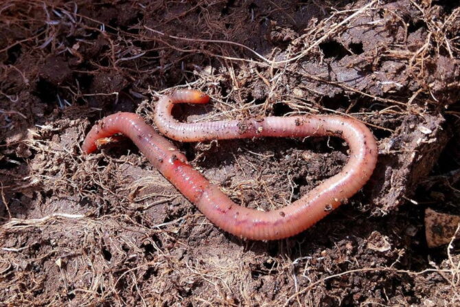 Earthworm (Lumbricina) on Wet Humus Soil