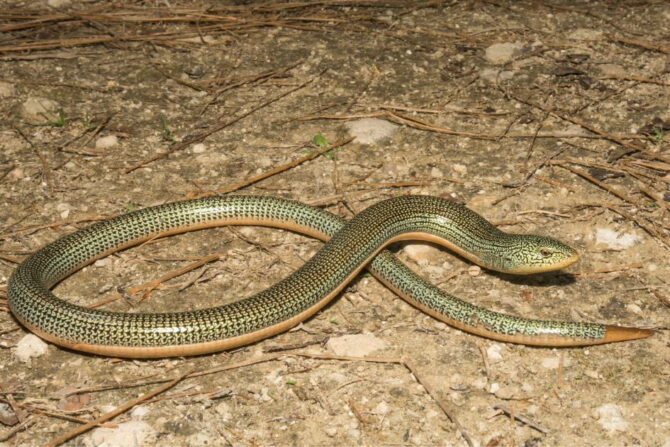 Close View of Eastern Glass Lizard (Ophisarus ventralis) Curled on Hard Floor