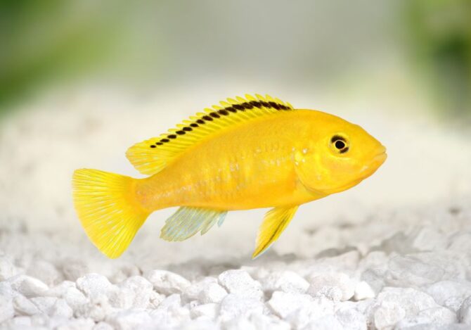 Close Up Electric Yellow Cichlid (Labidochromis caerulus) in Aquarium