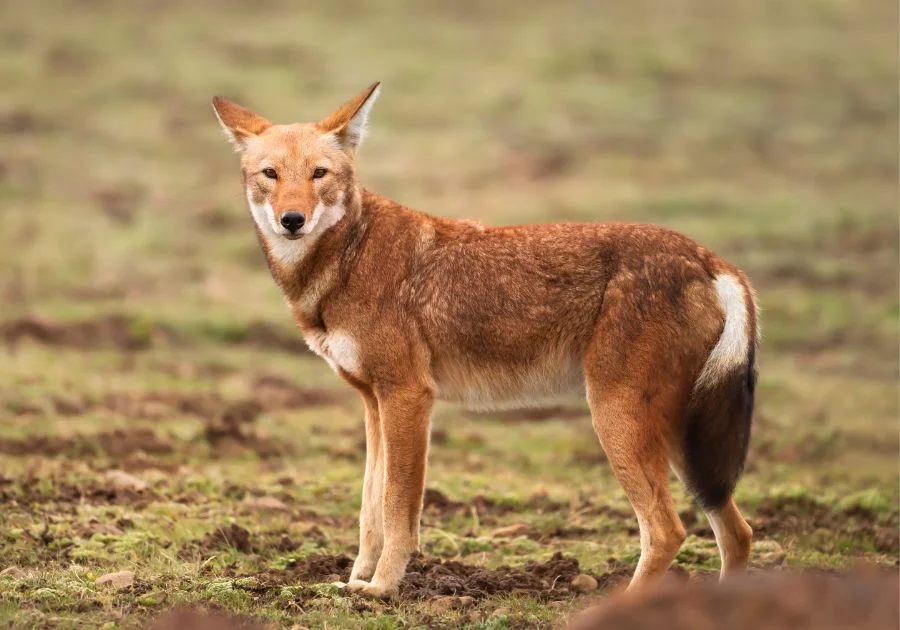 Ethiopian Wolf (Canis Simensis) in plain sight