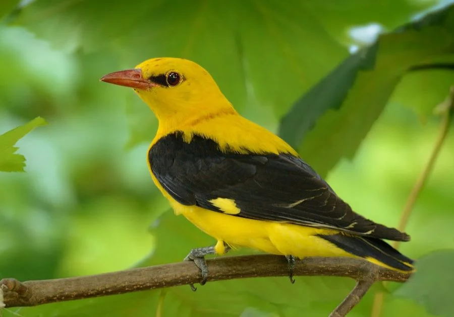 Close Up Female Eurasian Golden Oriole (Oriolus Oriolus) Standing on Tree Branch Watching