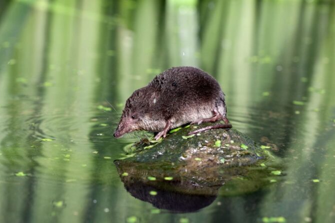 Eurasian Water Shrew (Solex palustris) On Rock in Middle of Water