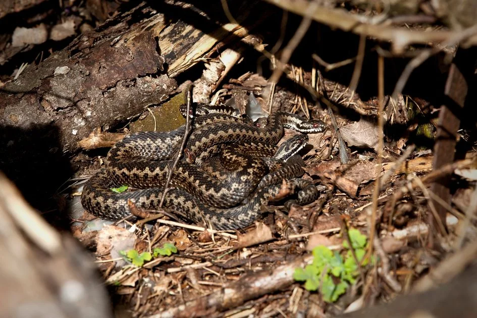 European Adder Nest with Four Snakes