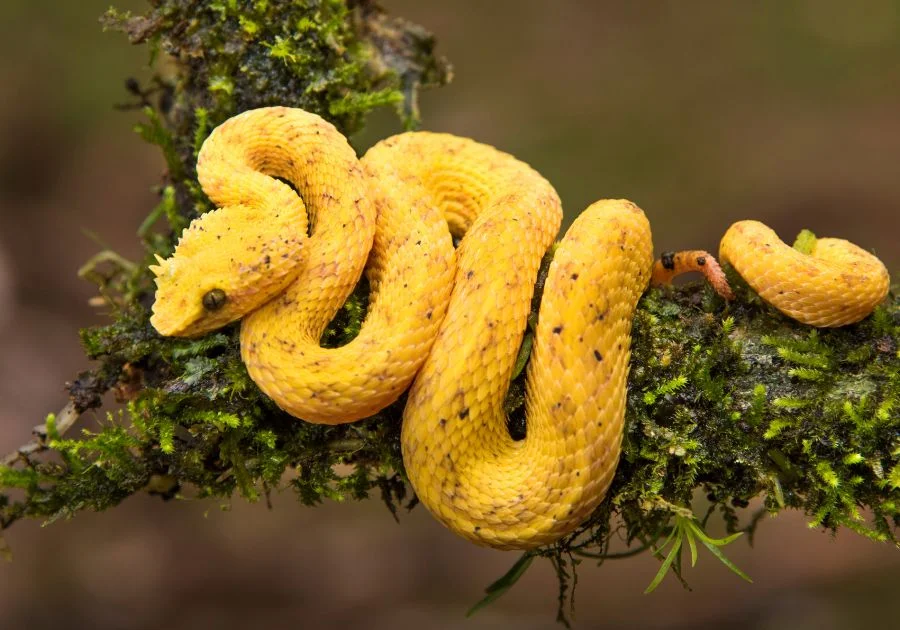 Yellow Eyelash Viper (Bothriechis schlegelii) in Lowland Forest