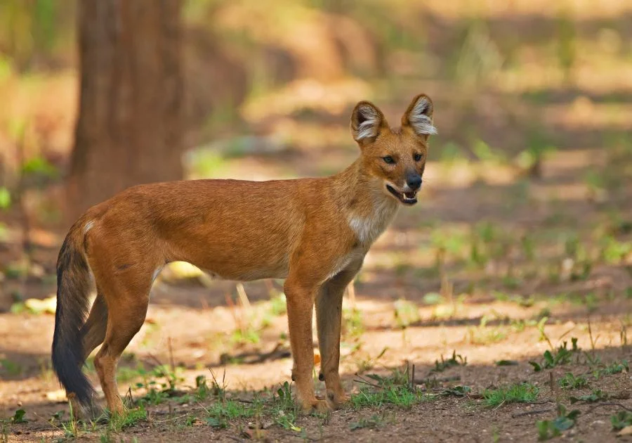 Female Dhole (Cuon alpinus) standing in plain sight