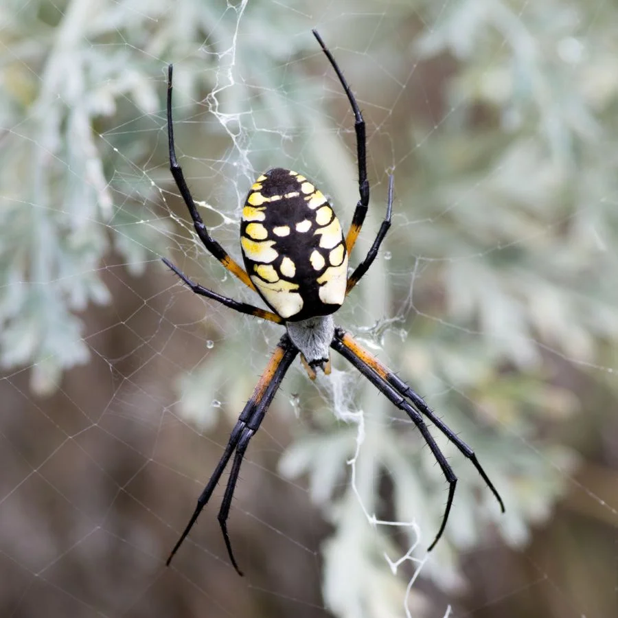 Close View of Female Yellow Garden Spider (Argiope aurantia) on Web