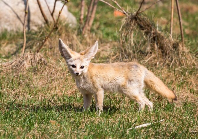 Fennec Fox (Vulpes Zerda) watching