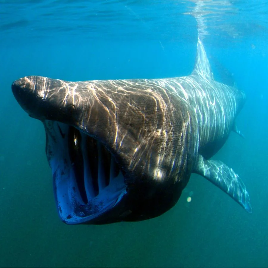 Filter-feeding Basking Shark Underwater with Mouth Wide Open