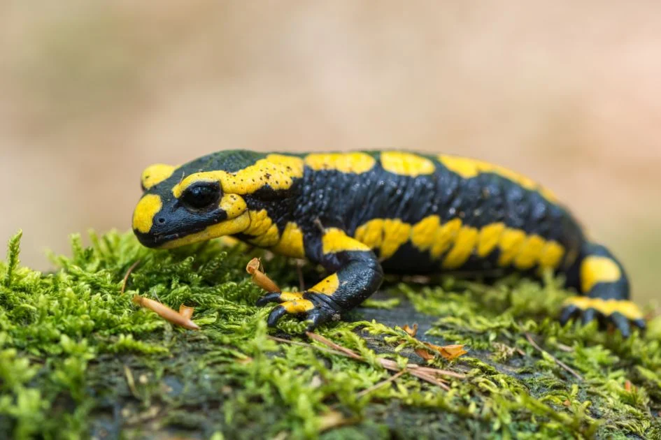 Close View of Black and Yellow Spotted Fire Salamander (Salamandra salamandra) in Forest