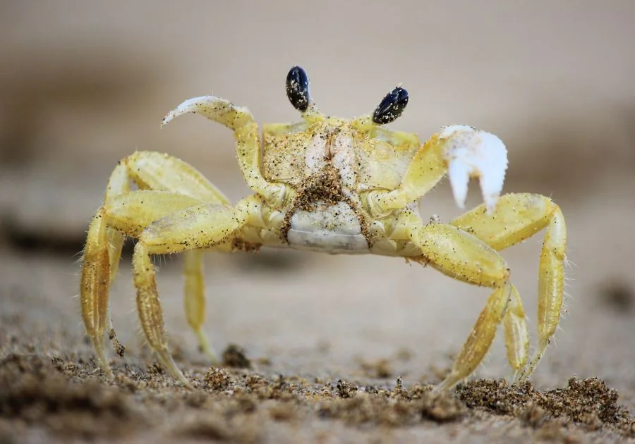 Ghost Crab (Ocypodinae) Walking on Sand