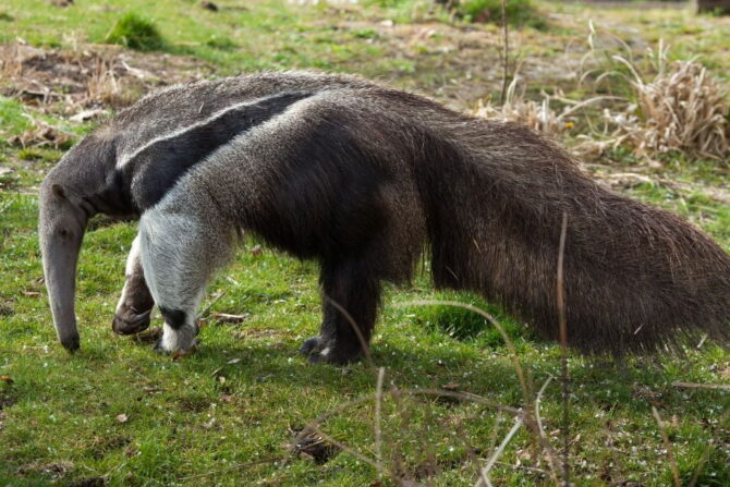 Giant Anteater (Myrmecophaga  tridactyla) Hunting for Ants and Termites