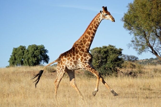 Giraffe (Giraffa) Running in the Wild