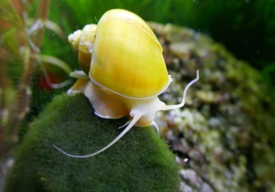 Golden Apple Snail (Ampullaridae) in fresh water aquarium