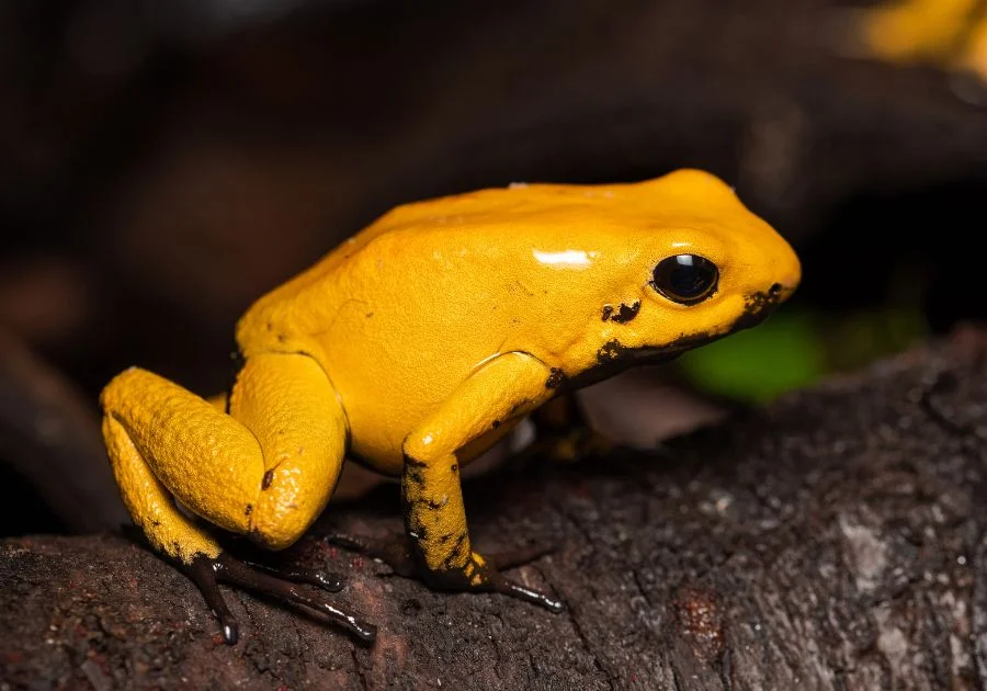 Golden Poison Frog (Phyllobates terribilis) Up Close on a Log