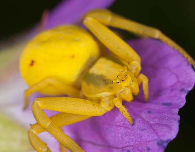 Cloes Up Goldenrod Crab Spider (Misumena vatia) Sitting on Wood Cranesbill
