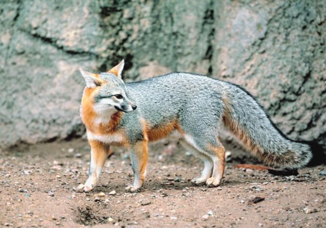 Gray Fox (Urocyon Cinereoargenteus) Standing Looking Aside