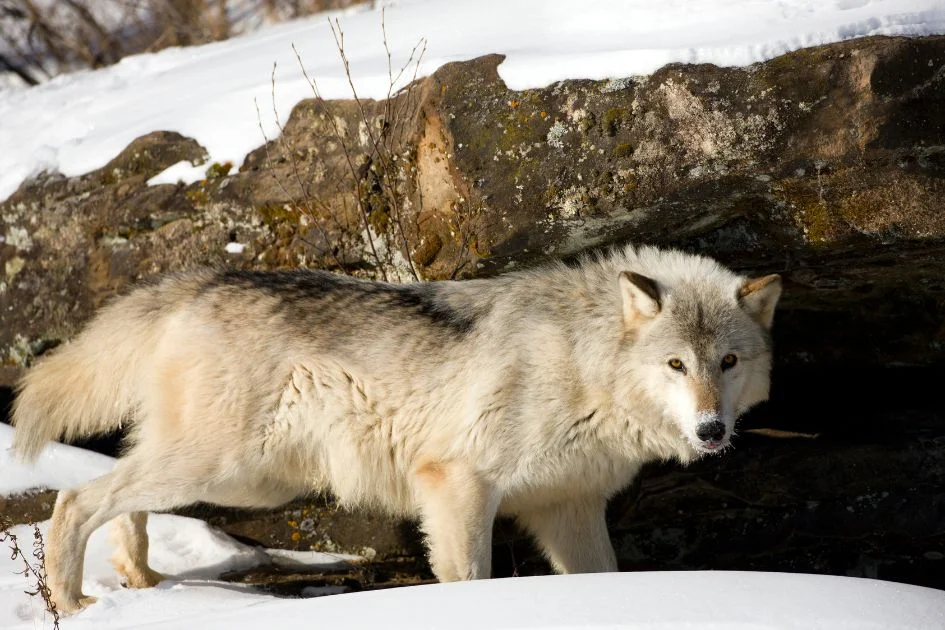 Gray Wolf Standing Near Den in Winter
