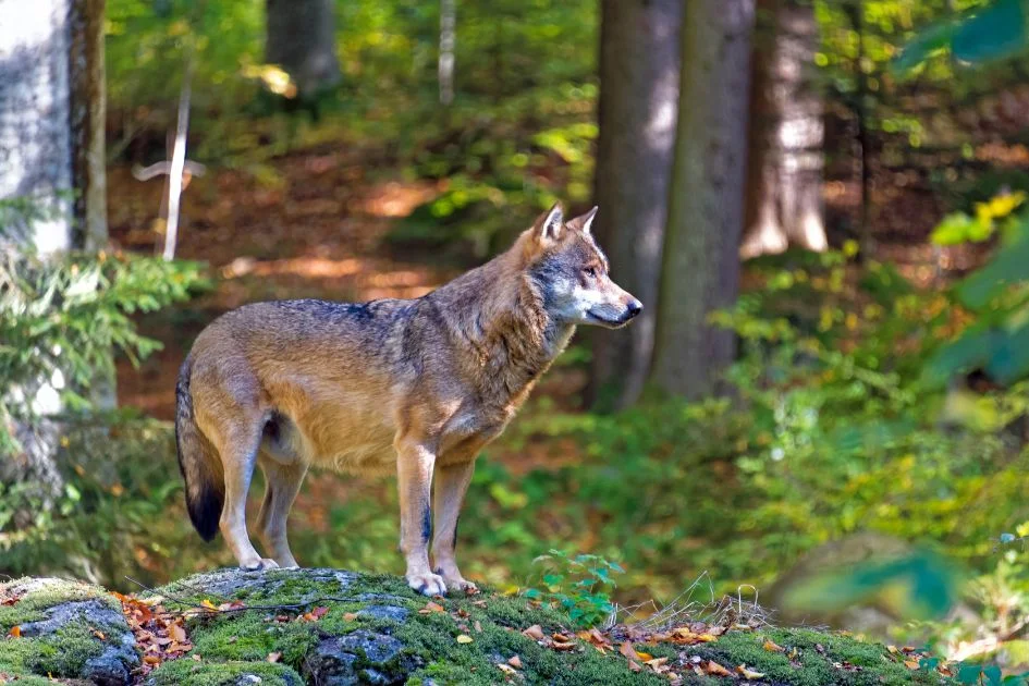 Gray Wolf Standing in Forest