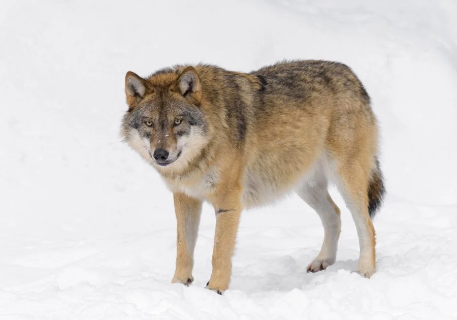 Gray Wolf (Canis Lupus) Standing on Snow