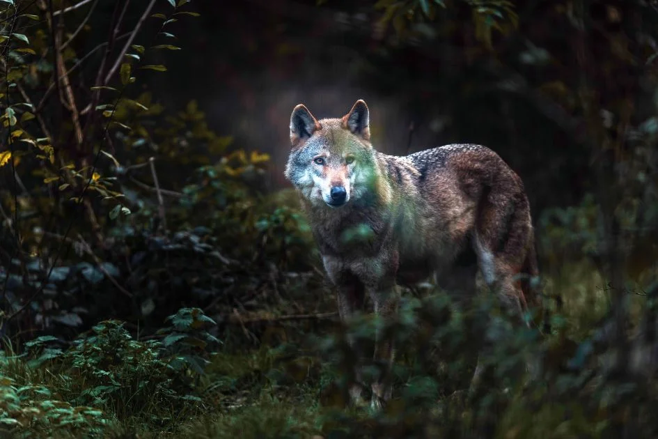 Gray Wolf in Dark Forest