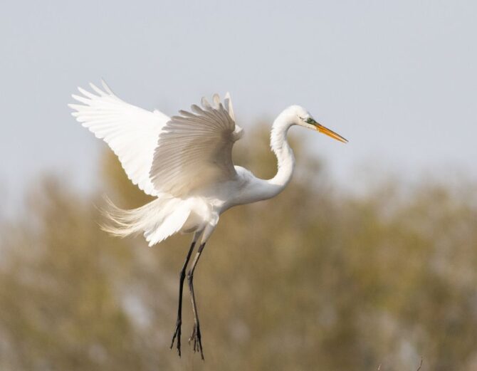 Great Egret (Ardea Alba) Flying