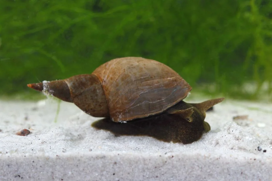 View of Great Pond Snail (Lymnea stagnalis) in Pond