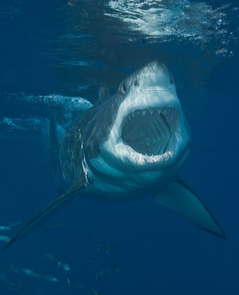 Great White Shark Mouth wide open underwater
