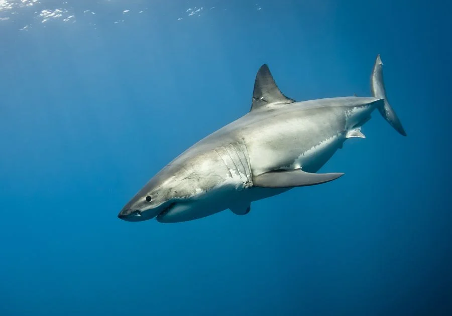 Great White Shark Swimming Deep in Pacific Ocean