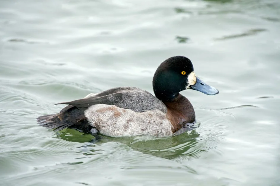 Greater Scaup (Aythya Affinis) Paddling in Water