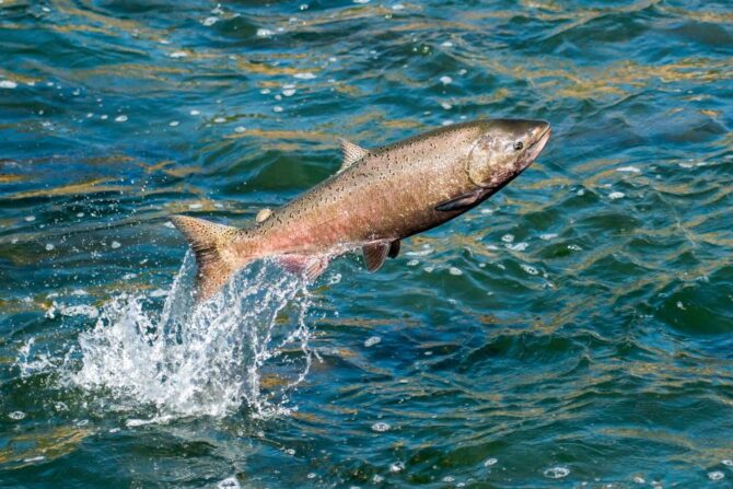 Hen Salmon (Salmo Salar) Fish Jumping Out of Water