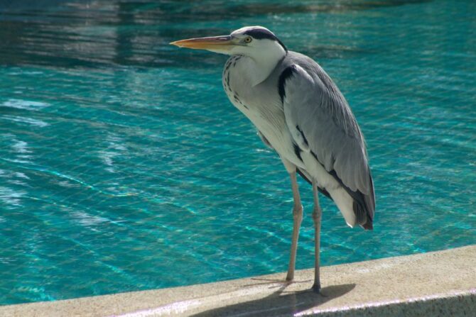 Close Up View of Heron (Ardeidae) Standing Near Pond