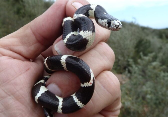 Human Hand Holding a Baby California King Snake
