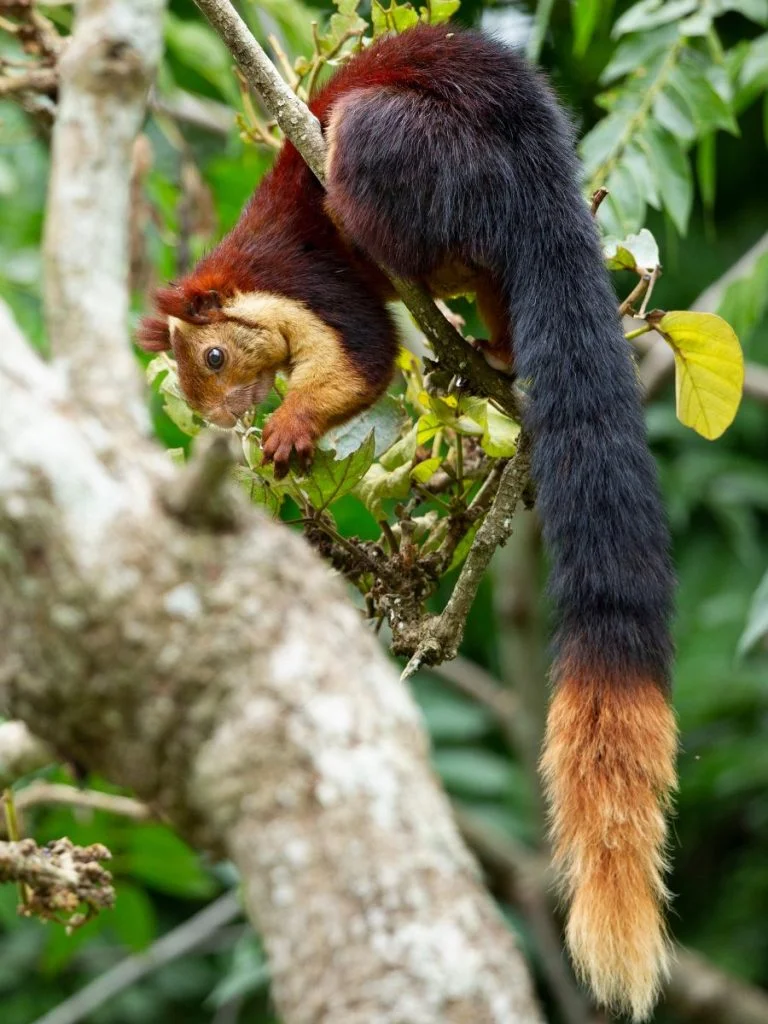 Indian Giant Squirrel (Ratufa Indica) Scurrying on the tree 