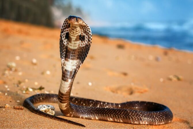 Diurnal Snakes – King Cobra on Beach Sand