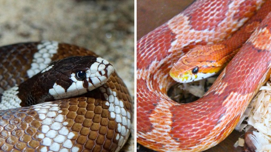 California King Snake Vs Corn Snake 6  Differences & Similarities