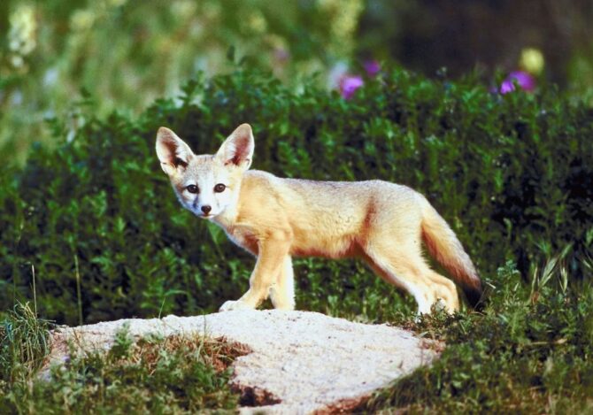 Kit Fox (Vulpes Macrotis) Looking Aside