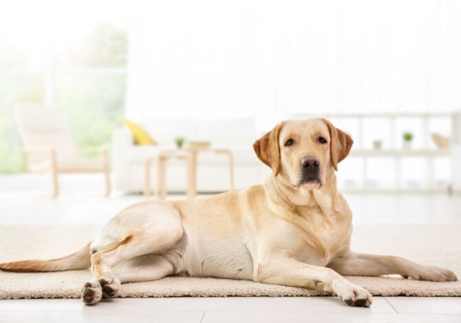 Labrador Retriever Dog Resting on Floor
