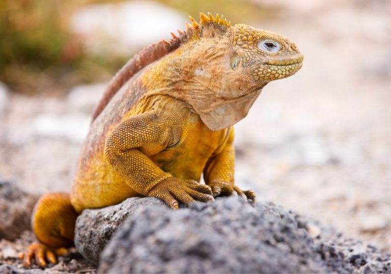 30 Yellow Animals That Are Stunning (List & Pictures) - Animal Vivid
