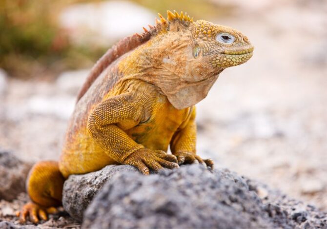 Up Close Land Iguana (Conolophus subcristatus) Looking Aside