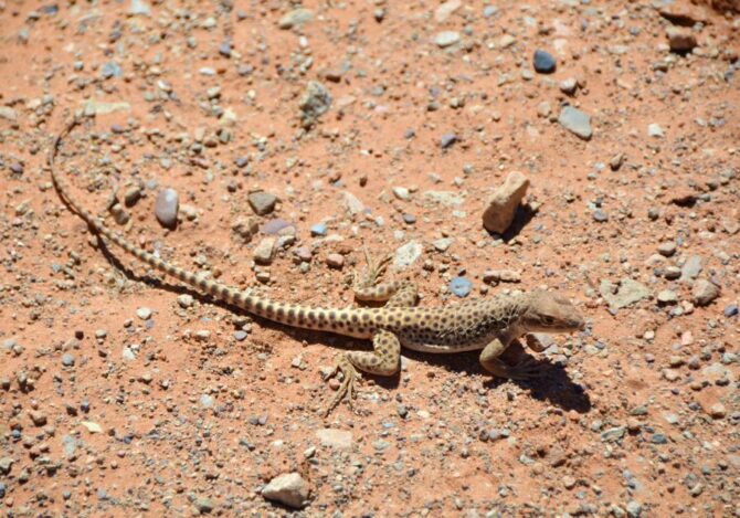Lizard (Lacertilia) on the Ground