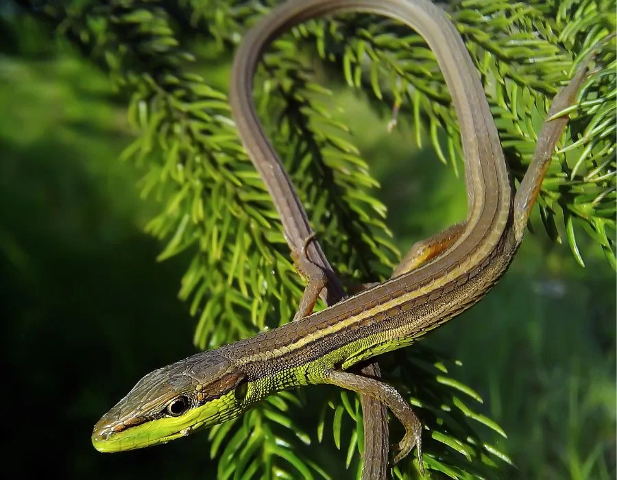 Long-Tailed Grass Lizard (Takydromus sexlineatus) in the Forest
