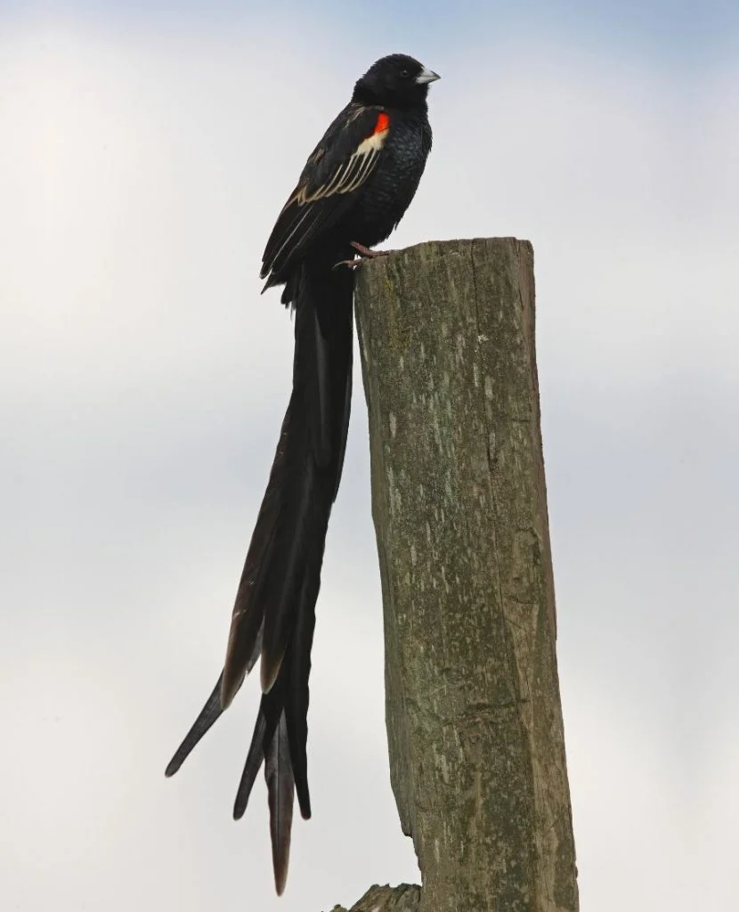 Long-tailed Widowbird (Euplectes progne) Perched on Log