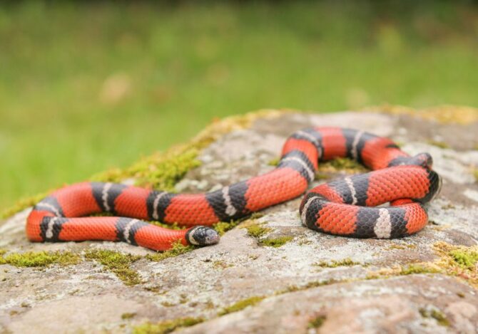 Louisiana Milk Snake on Rock