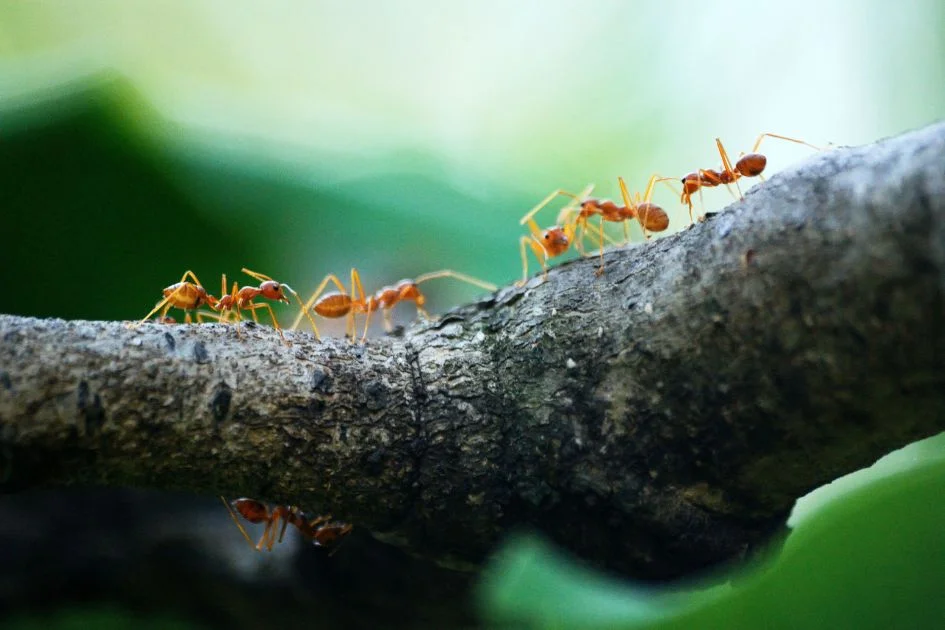 Macro View of Five Orange Ants on Branch