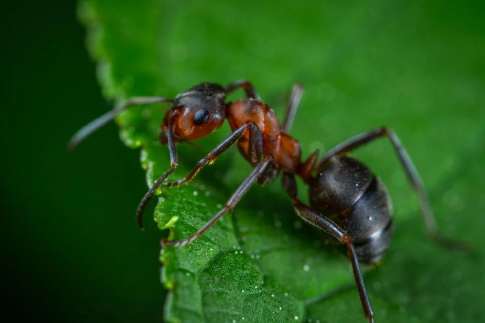 Macro View of Red Ant on Green Leaf