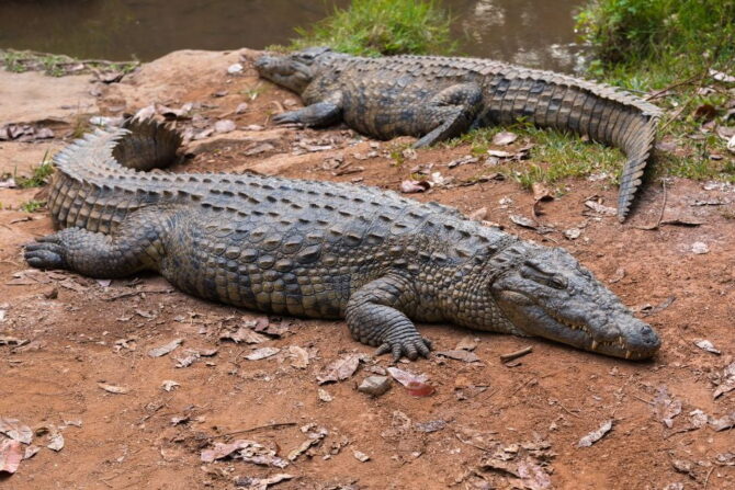 Madagascar Crocodile (Crocodilydae) on the Ground
