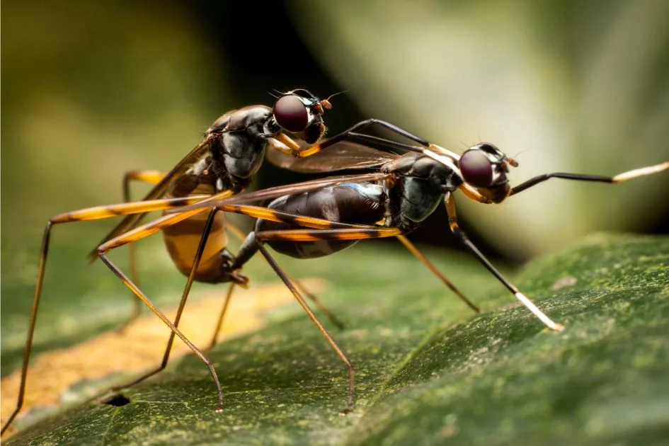 Male Ant Mating with a Queen Ant in the Jungle